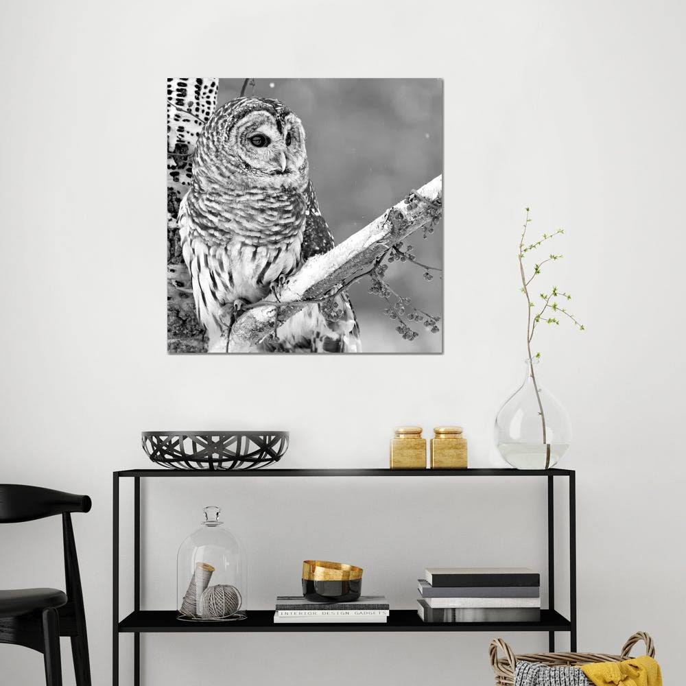 White Owl Canvas Art M70605