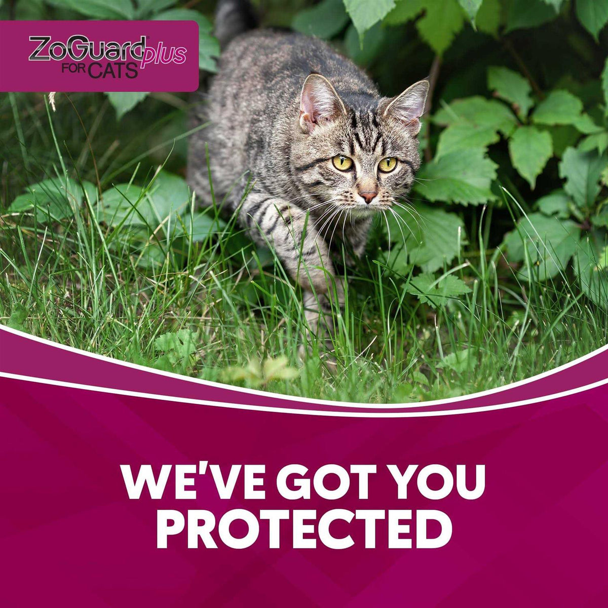 ZoGuard Plus for Cats B189887