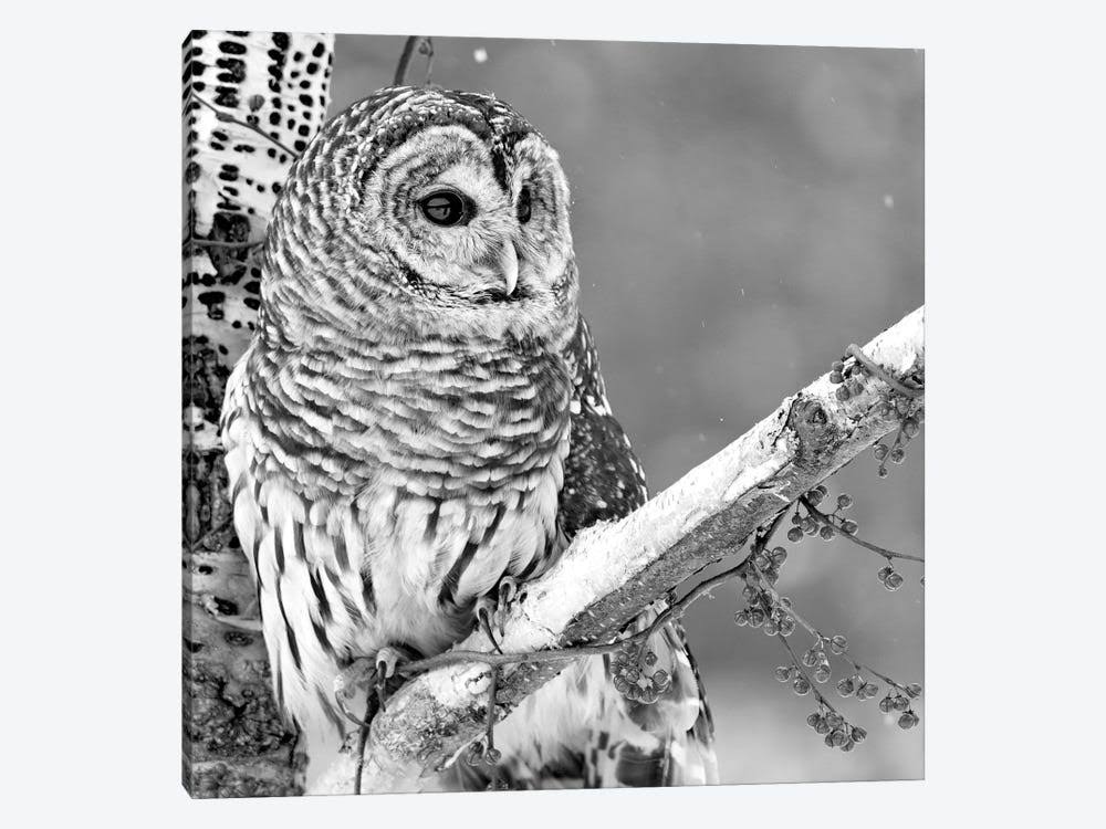 White Owl Canvas Art M70605