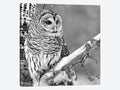 White Owl Canvas Art M70605