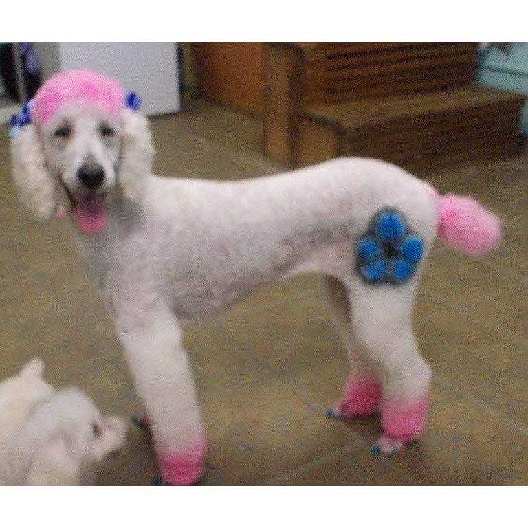 Pet Supplies K210081